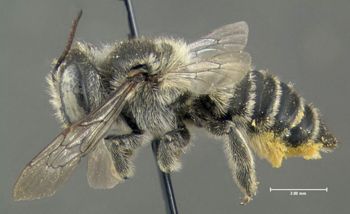 Media type: image;   Entomology 610866 Aspect: habitus lateral view